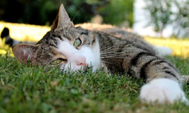 кот