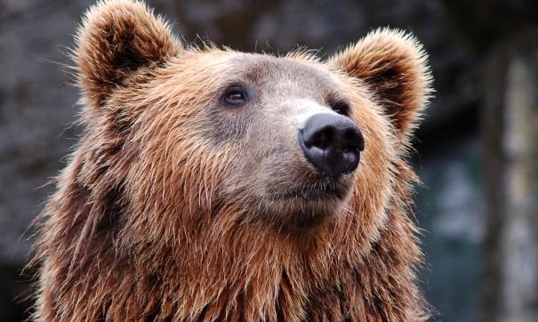 На данный момент уже разработан проект постановление правительства РФ.