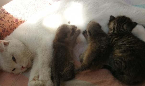 Кошка