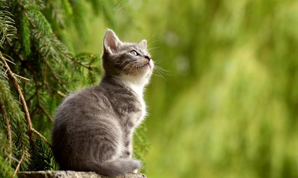 Кот