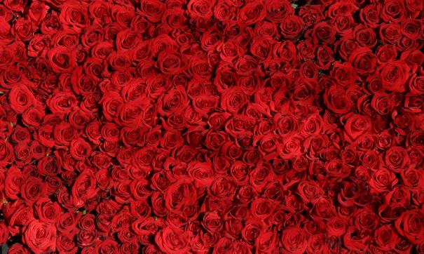 Мордовия стремится стать самым крупным производителем роз в России