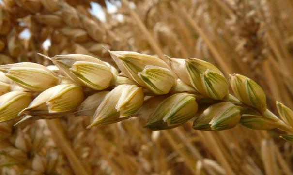 Регион собирается расширять перечень экспортируемой продукции
