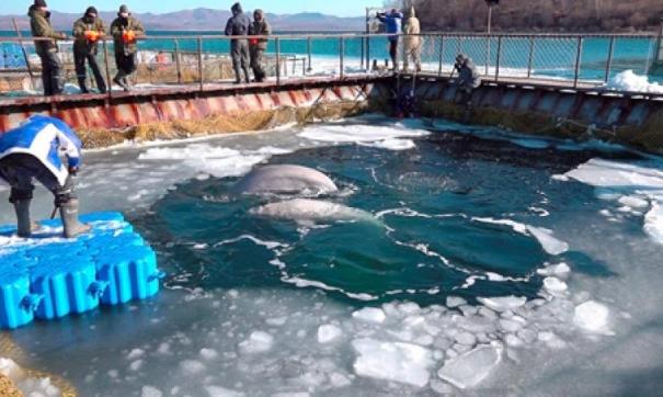 Ученые считают состояние косаток и белух удовлетворительным