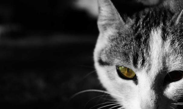 кошка