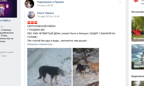 Собака с банкой на голове не могла ни есть, ни пить несколько суток