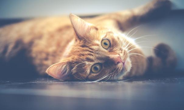 кошка