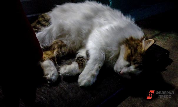 Кошка