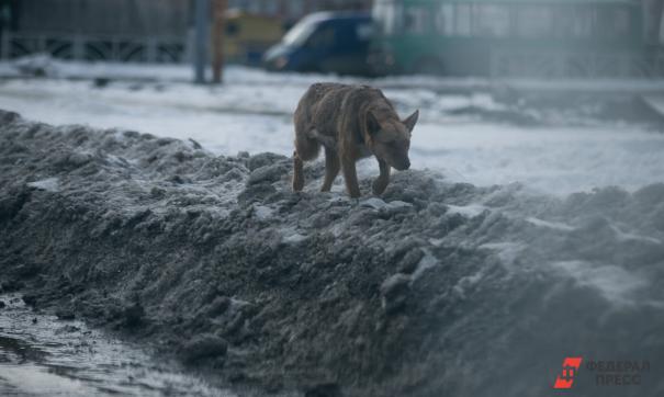 Собака
