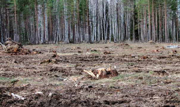 О вырубке местные жители сообщили активистам ОНФ в Свердловской области.