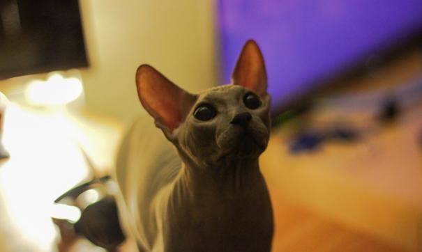 Кот