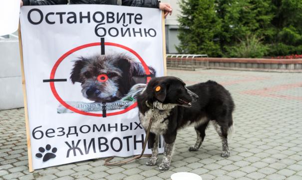 В Сургуте волонтеры бьют тревогу из-за нового отловщика собак