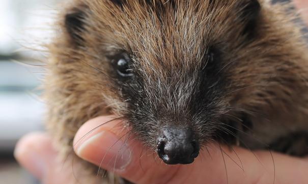 Новый «Ежик» (Hedgehog) напоминает «Ежика в тумане» знаменитого режиссера.