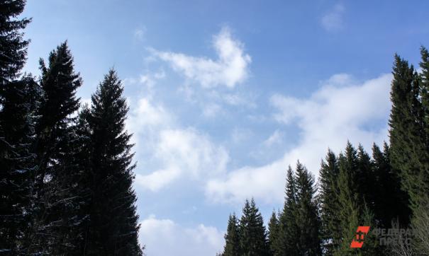 Лес