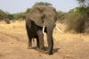 Слон убил браконьера на глазах его друзей
