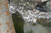 СК установит причины массовой гибели рыбы в Саранске