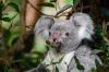 В Австралии выбрали самую милую коалу