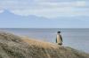 Новозеландские ученые нашли гигантского окаменелого пингвина