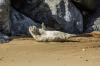 На африканском побережье нашли 7 тысяч мертвых тюленей