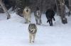 В Новгородской области голодные волки атакуют населенные пункты
