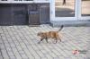 Тюменский кот-пожарный попал на телевидение