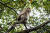 Первая смерть от оспы обезьян зафиксирована в мире