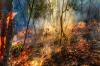 В районе Телецкого озера из-за лесного пожара введен режим ЧС