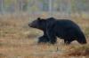 В Ханты-Мансийске продолжаются поиски медведя-подростка