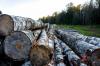 В Уфе планируют выплатить 94 млн рублей за уже спиленные деревья и снятую брусчатку