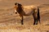 В Хакасию не пустят лошадей из США из-за санкций