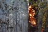 В Коми горит объект всемирного наследия ЮНЕСКО