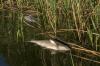 СК установит причины гибели рыбы в алтайском озере