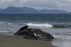 В Австралии 200 китов выбросились на берег и погибли
