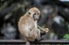 Впервые в мире ребенок заразился оспой обезьян