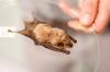 Пять новых опасных для человека вирусов обнаружено у летучих мышей