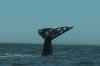 Огромный кит умер у берегов Японии
