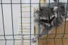 Енота Урсулу отравили крысиным ядом в мурманском кафе: полиция ищет виновного
