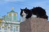 В Петербурге выбрали портреты самых красивых эрмитажных котов