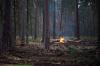 Жители Приангарья решили развести костер и сожгли лес на 3 миллиона