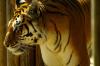 Тигр напал на человека в Уссурийске: подробности
