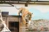 Пострадавшим от тигров хабаровчанам вручили корову и зерно: деньгами не дают