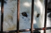 В Коми замечен необычайно крупный волк: за хищниками следят