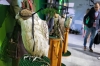 В Приморье проходит первый в истории международный форум «День сокола»