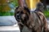 Житель Хабаровска выкрал чужую собаку и съел: делает это не в первый раз