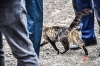 Нижегородские зооволонтеры рассказали, как правильно искать потерявшегося питомца