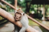В Таиланде выявили 24 новых случая оспы обезьян