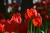 Россиянам ответили, привезут ли в страну голландские тюльпаны к 8 Марта