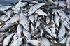 Российские рыбаки увеличили вылов мойвы, минтая и сельди с начала года