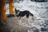 Барнаул атакуют бродячие псы: жители создали петицию