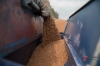 Калининградская область впервые отправила партию пшеницы в Венесуэлу