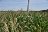 Ставрополье планирует стать крупнейшим производителем семян кукурузы в России